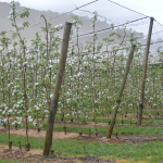 Screw-Anchor-Hail-Netting-Tatura-Trellising